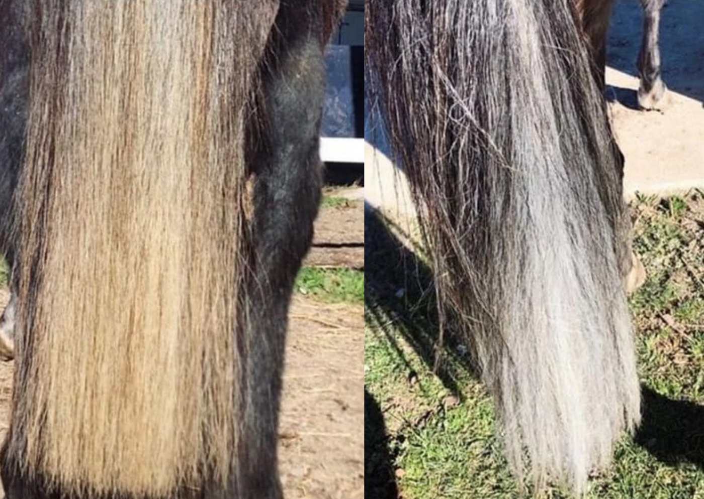 Horse Shampoo Bar