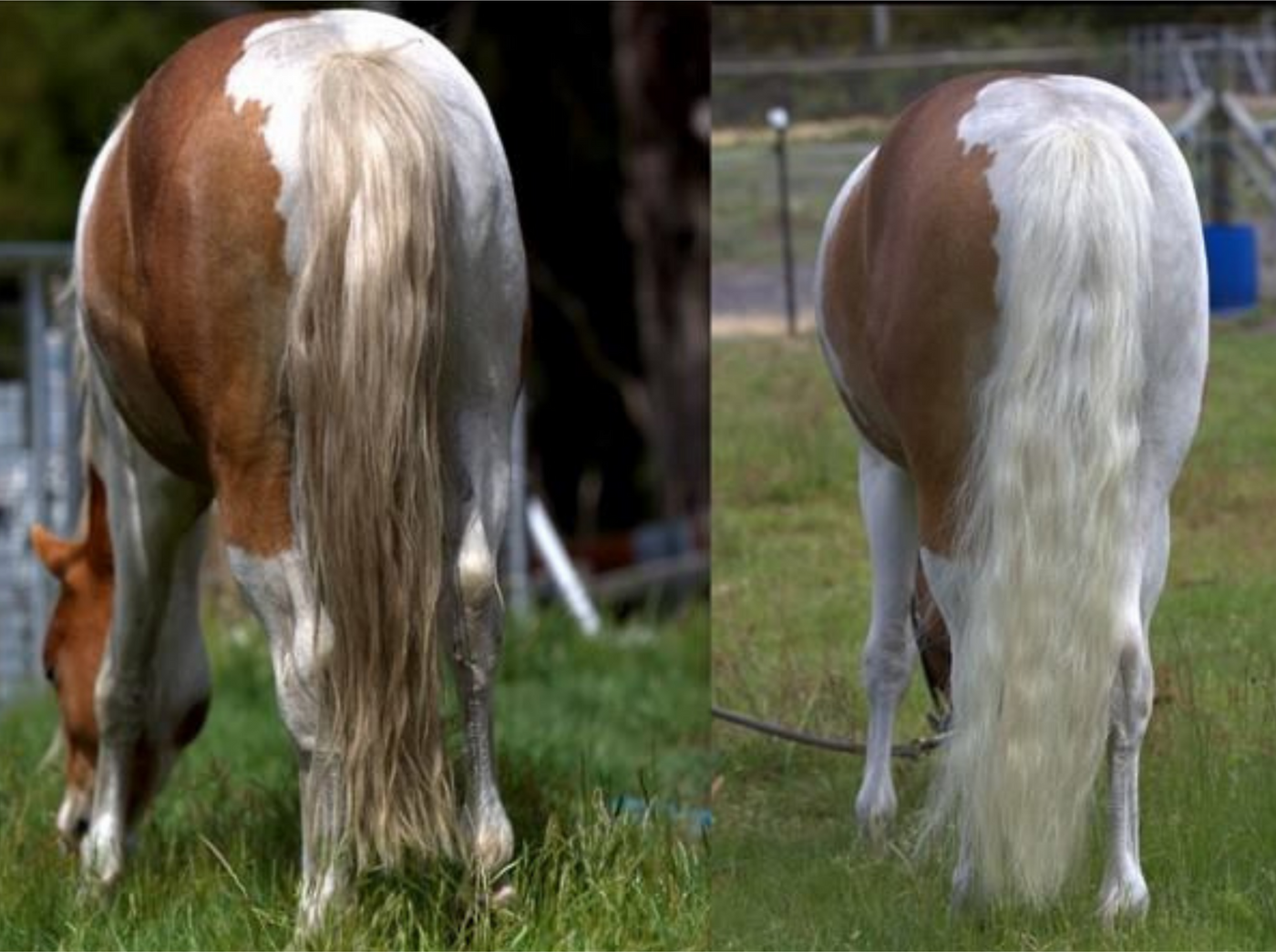 Horse Shampoo Bar